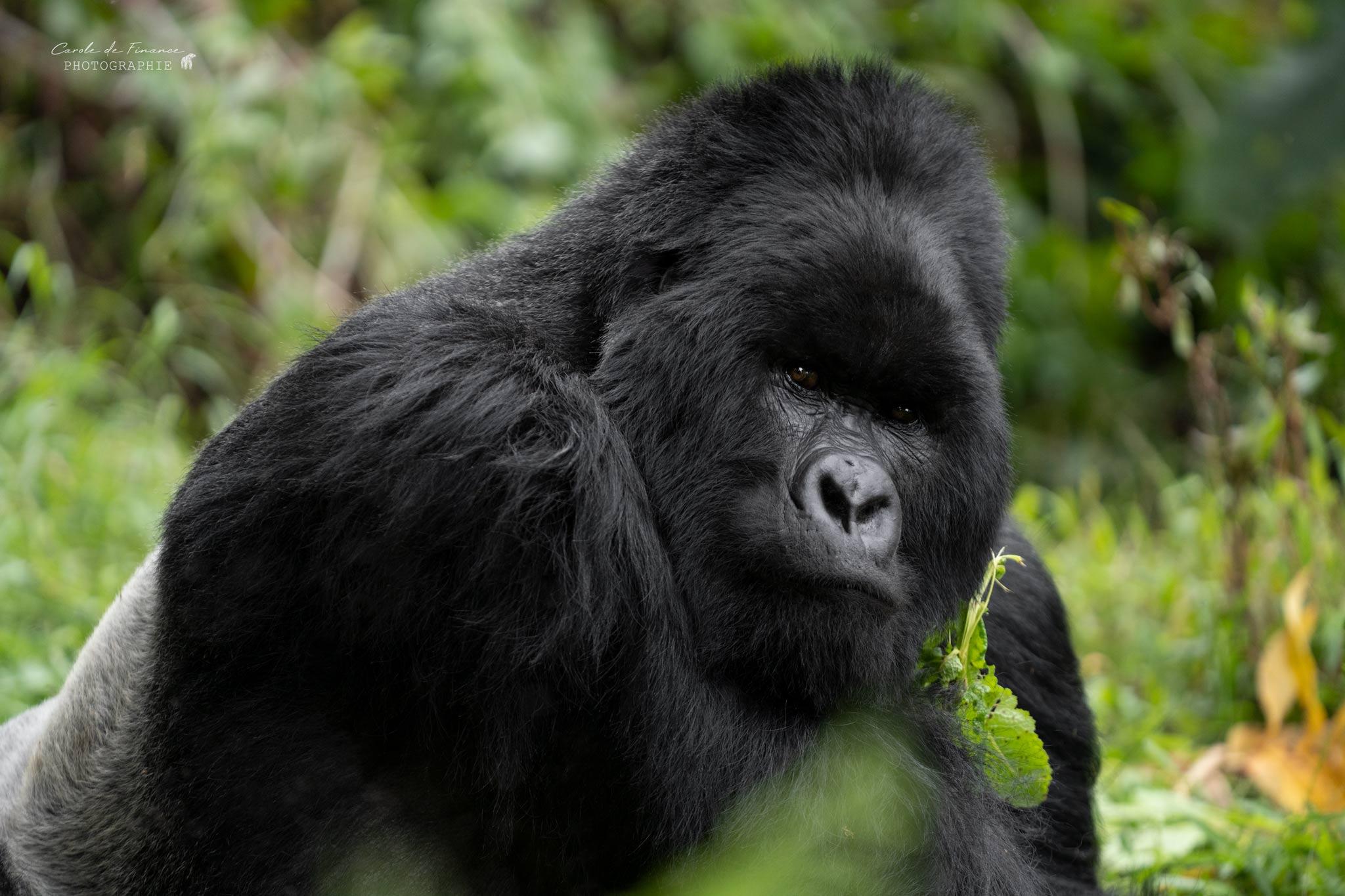 silverback de la famille Nyakagesi rencontré sur les pentes du Virunga