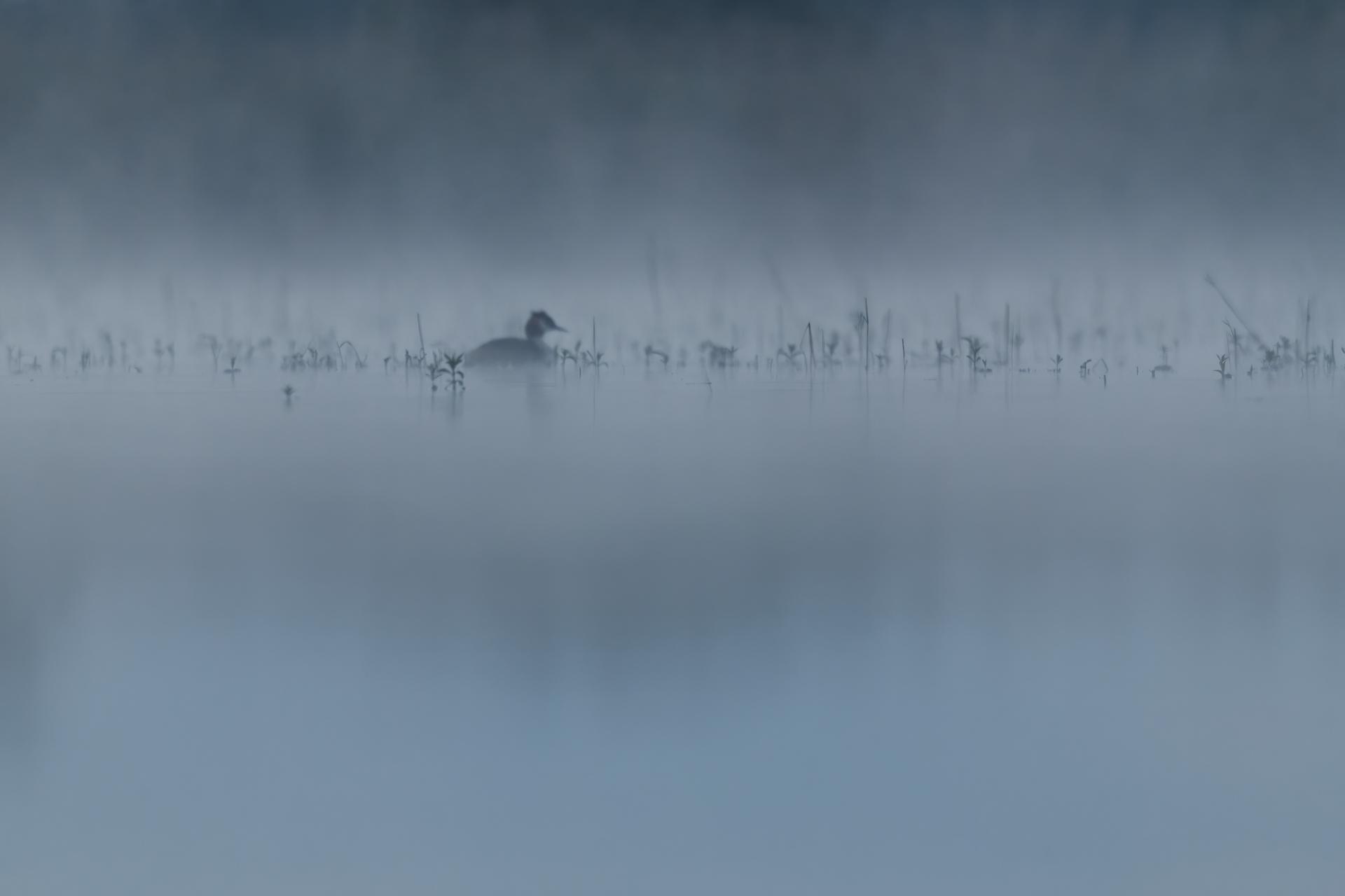 Dans la brume et la couleur du matin (5h du mat )