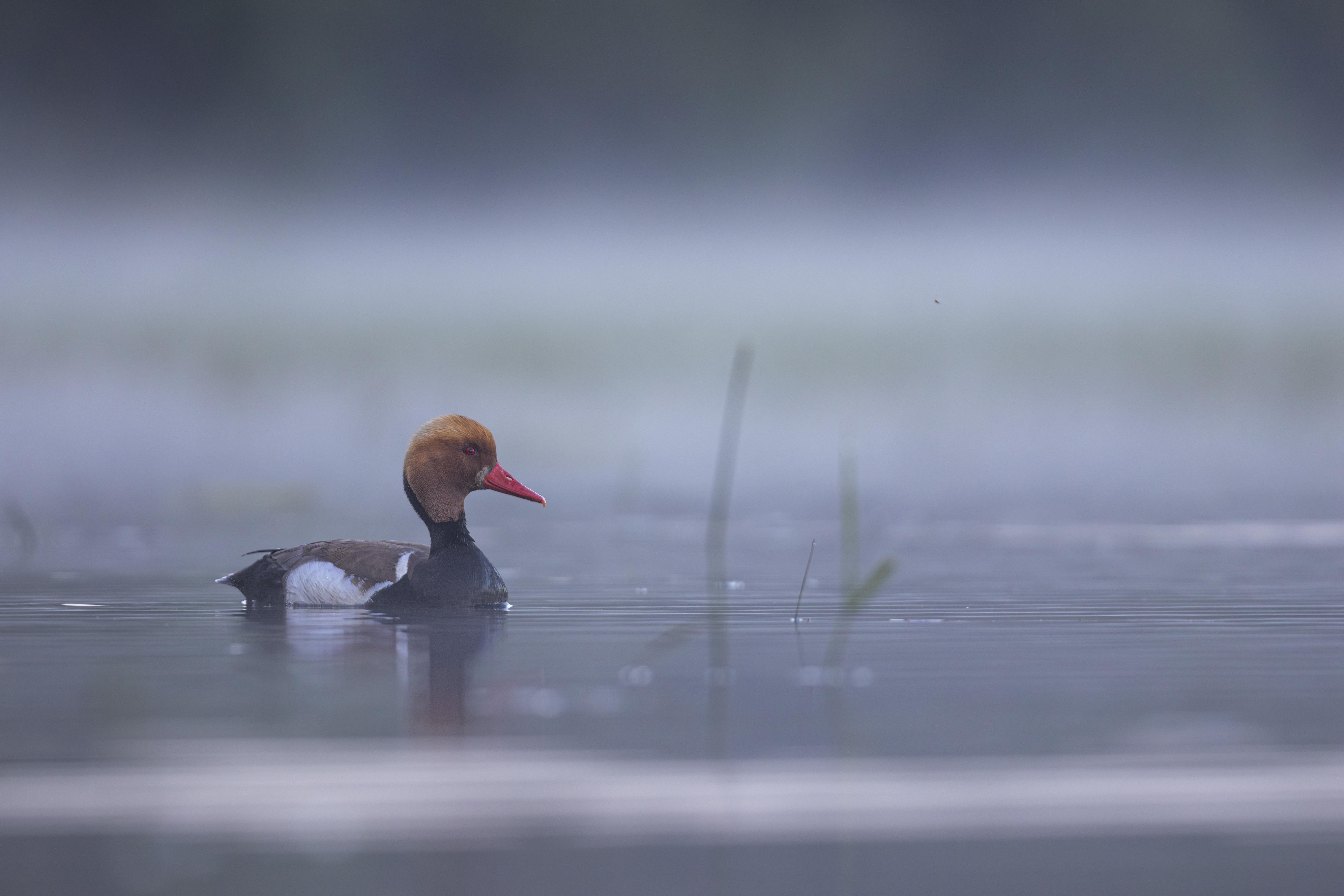 Nette rousse dans la brûme