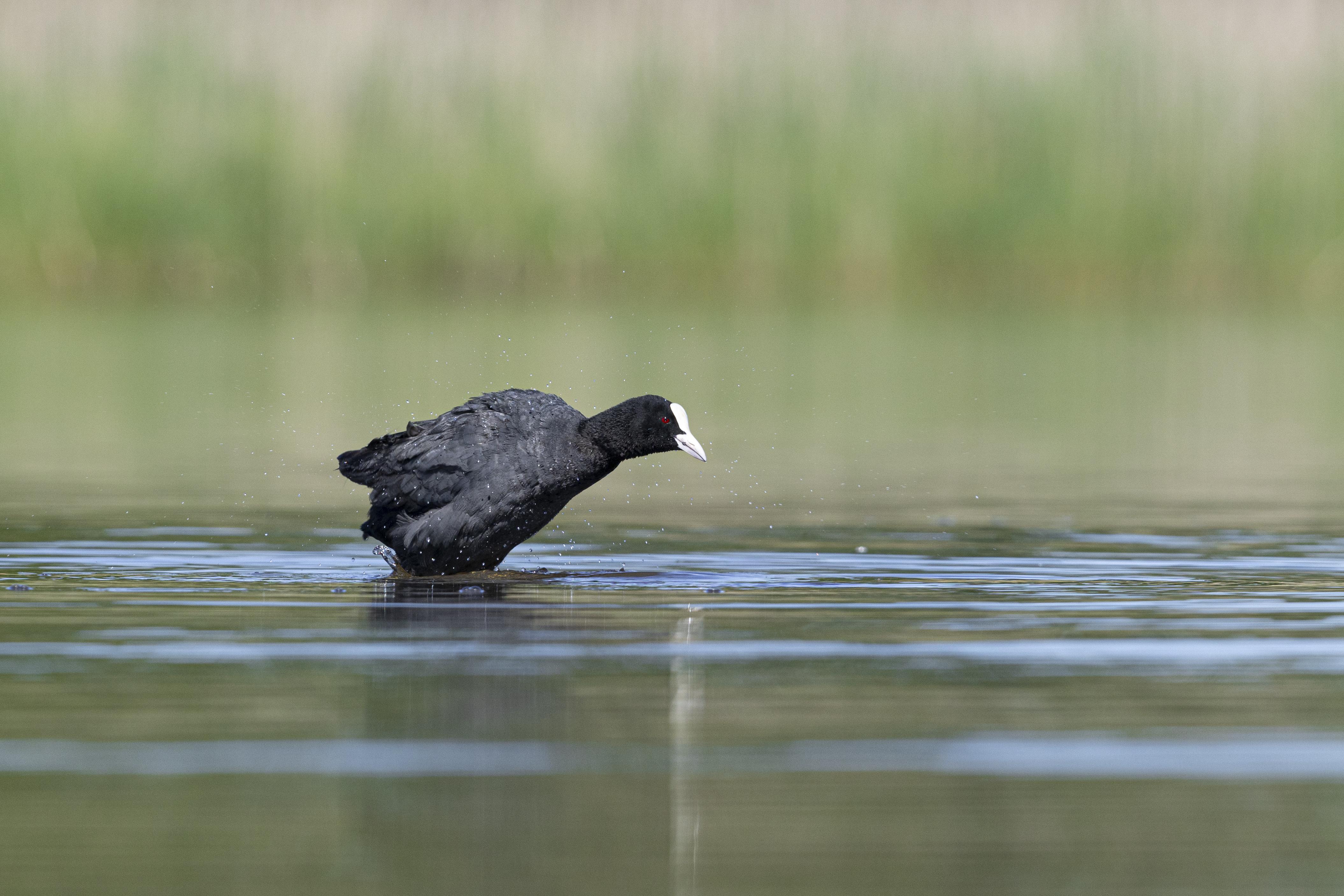 foulque macroule qui s'ébroue