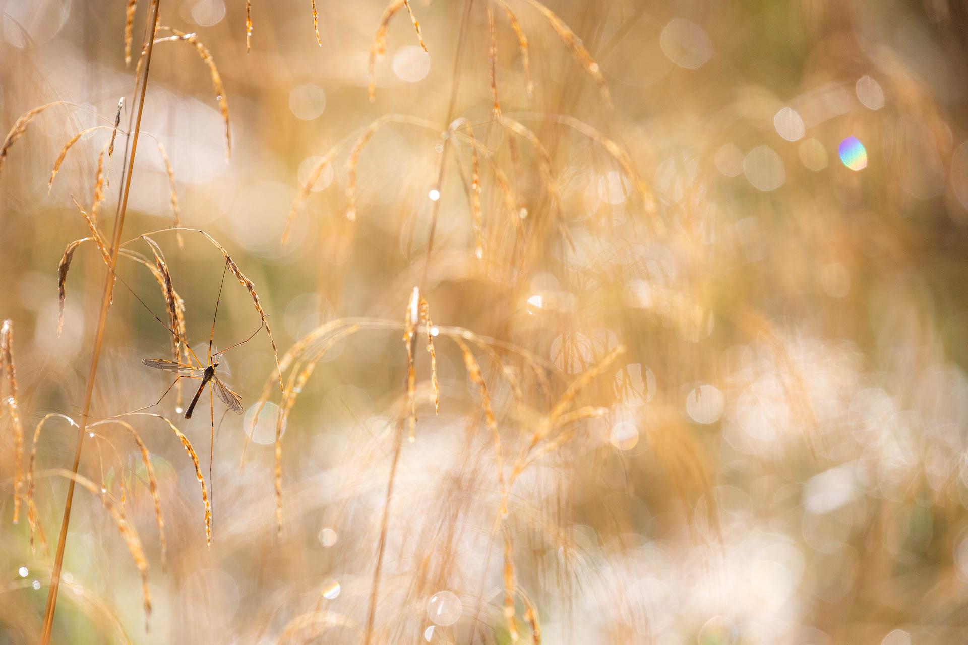 Tipule dans son environnement