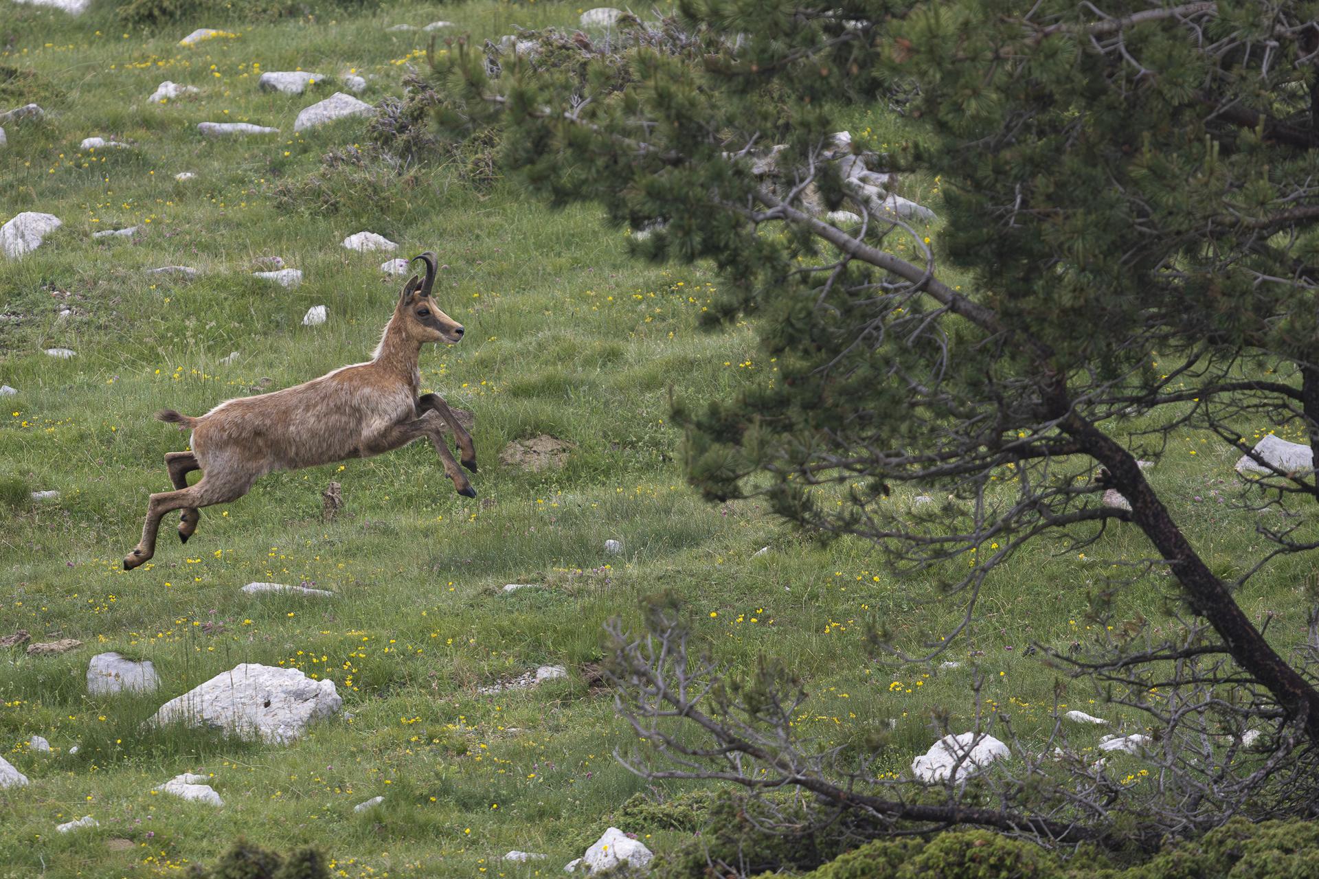 Isard col de la Creueta