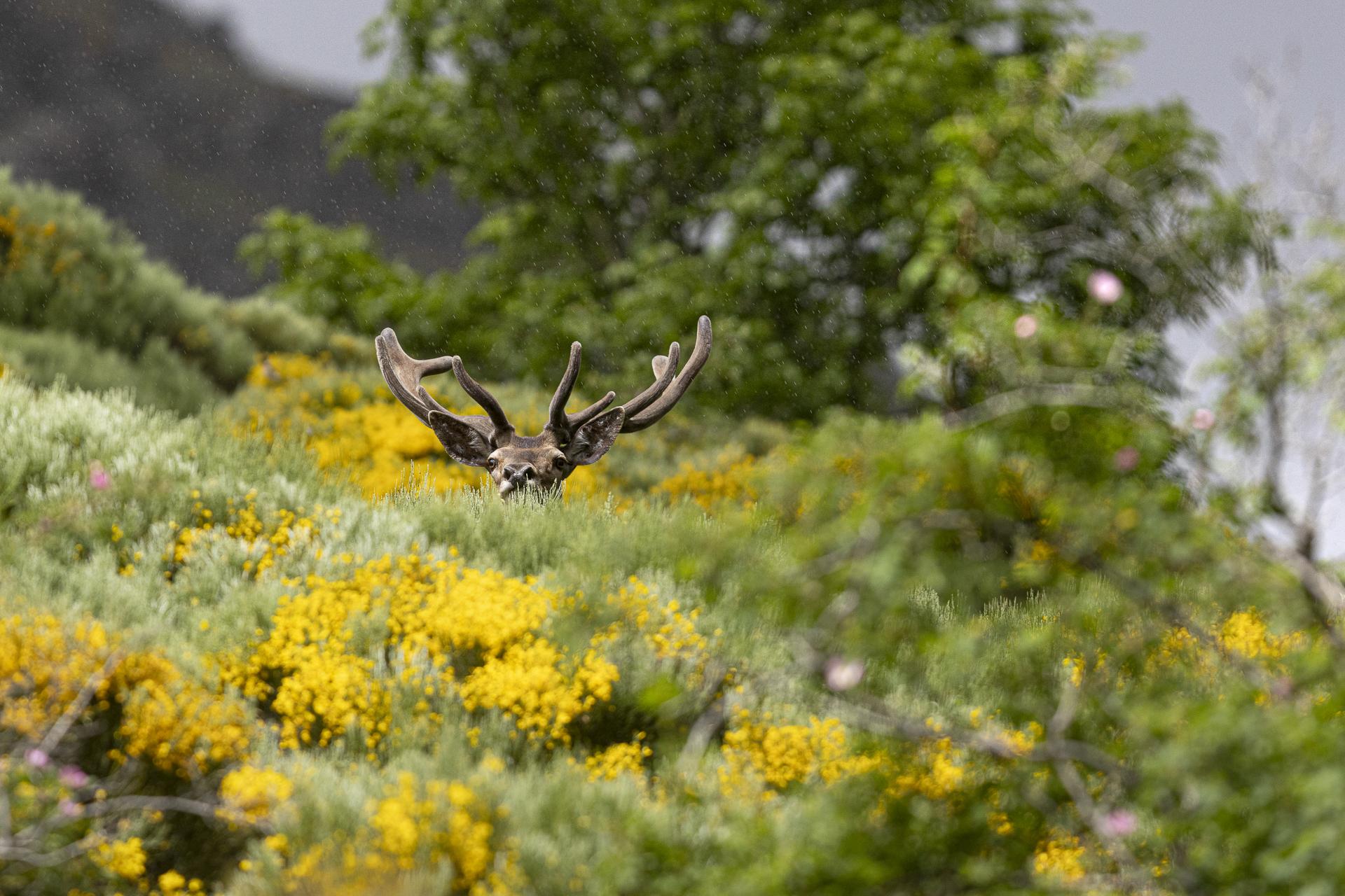 Cerf en velour dans les genêts 