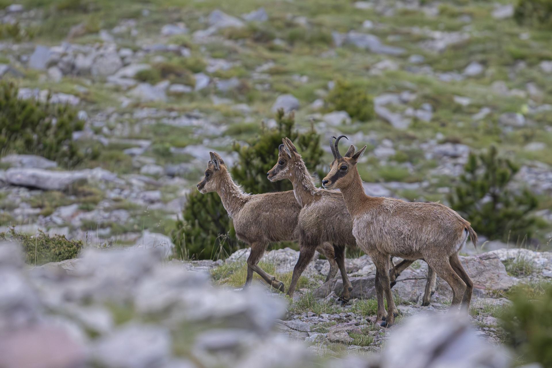 Suite des isards de la Creueta