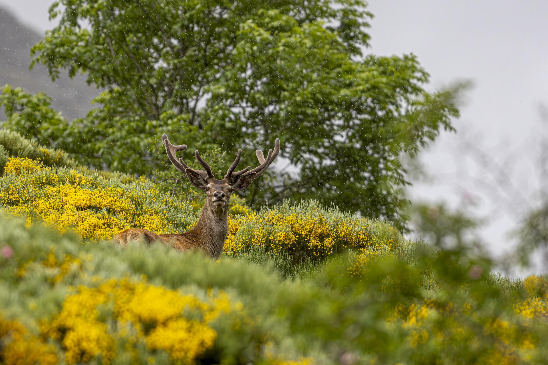 cerf dernière