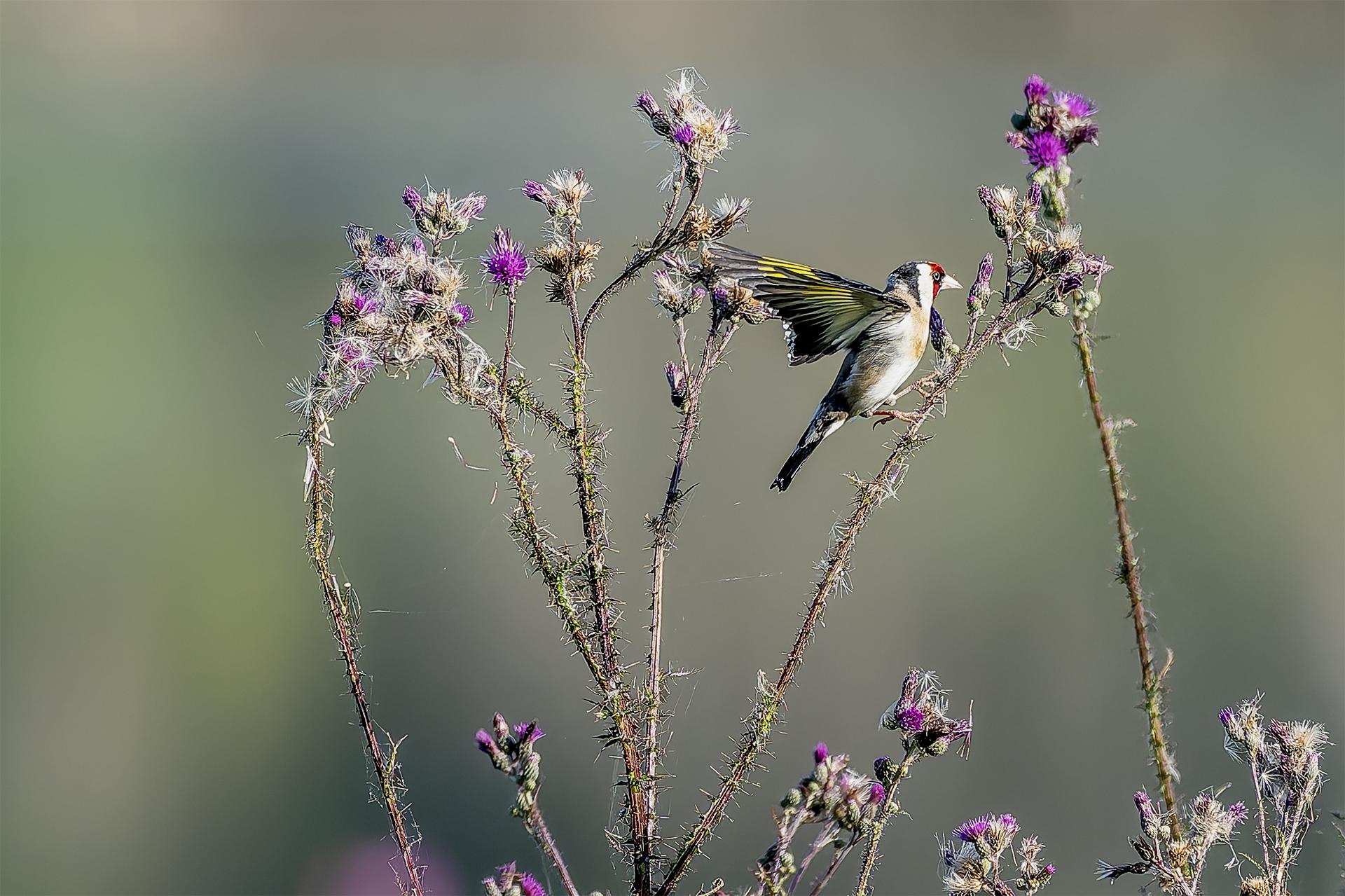 chardonneret dans son milieu