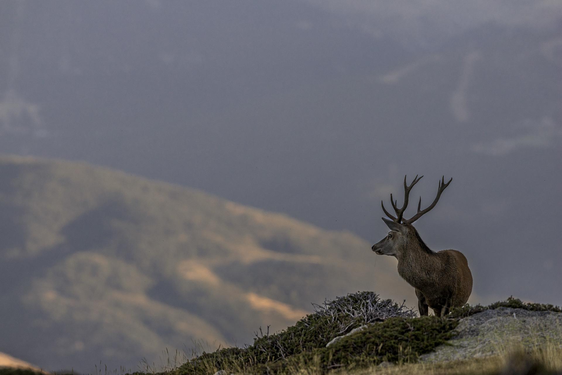 Cerf de Montagne admirant ses étendues