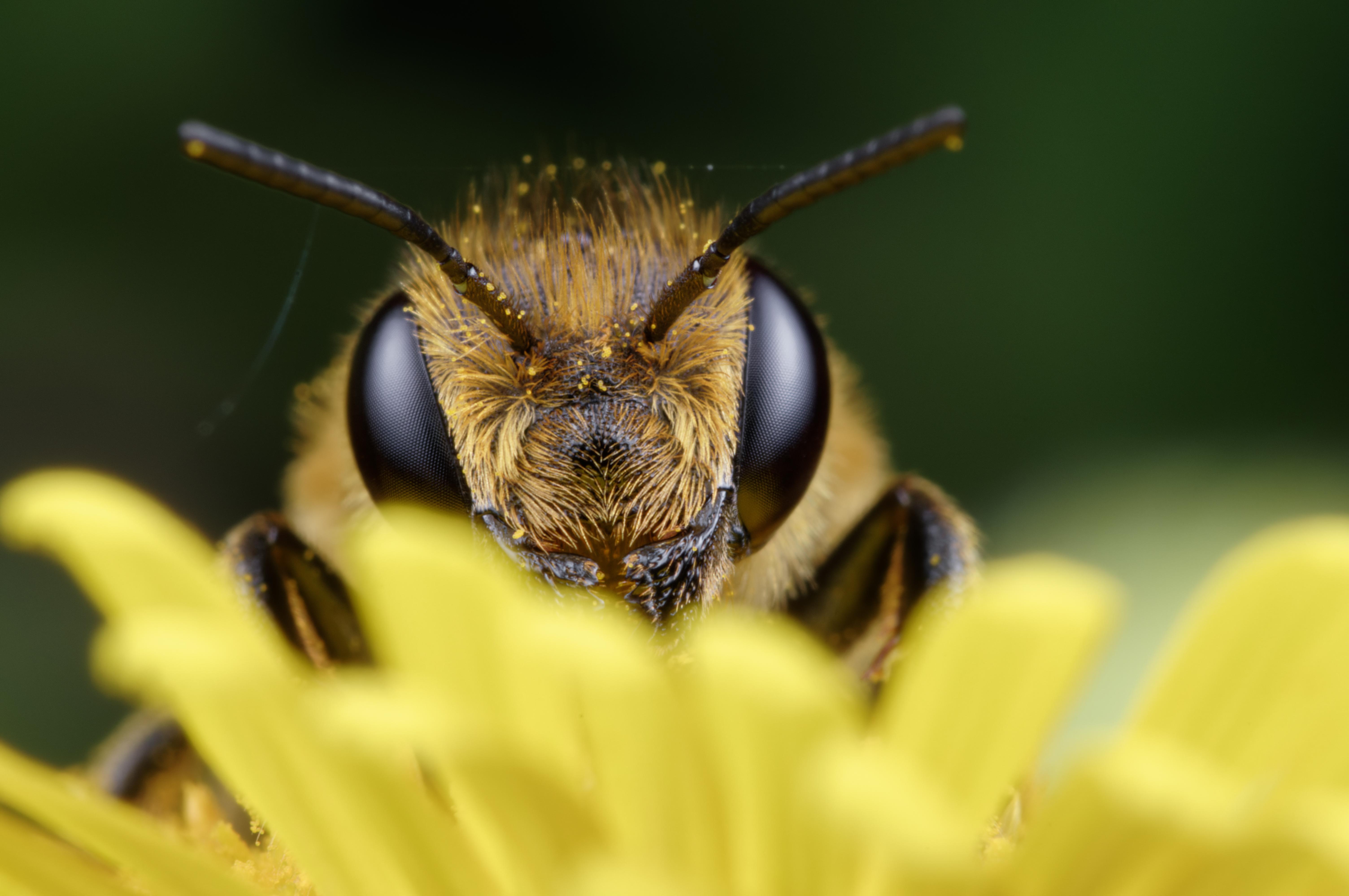 Megachile sp