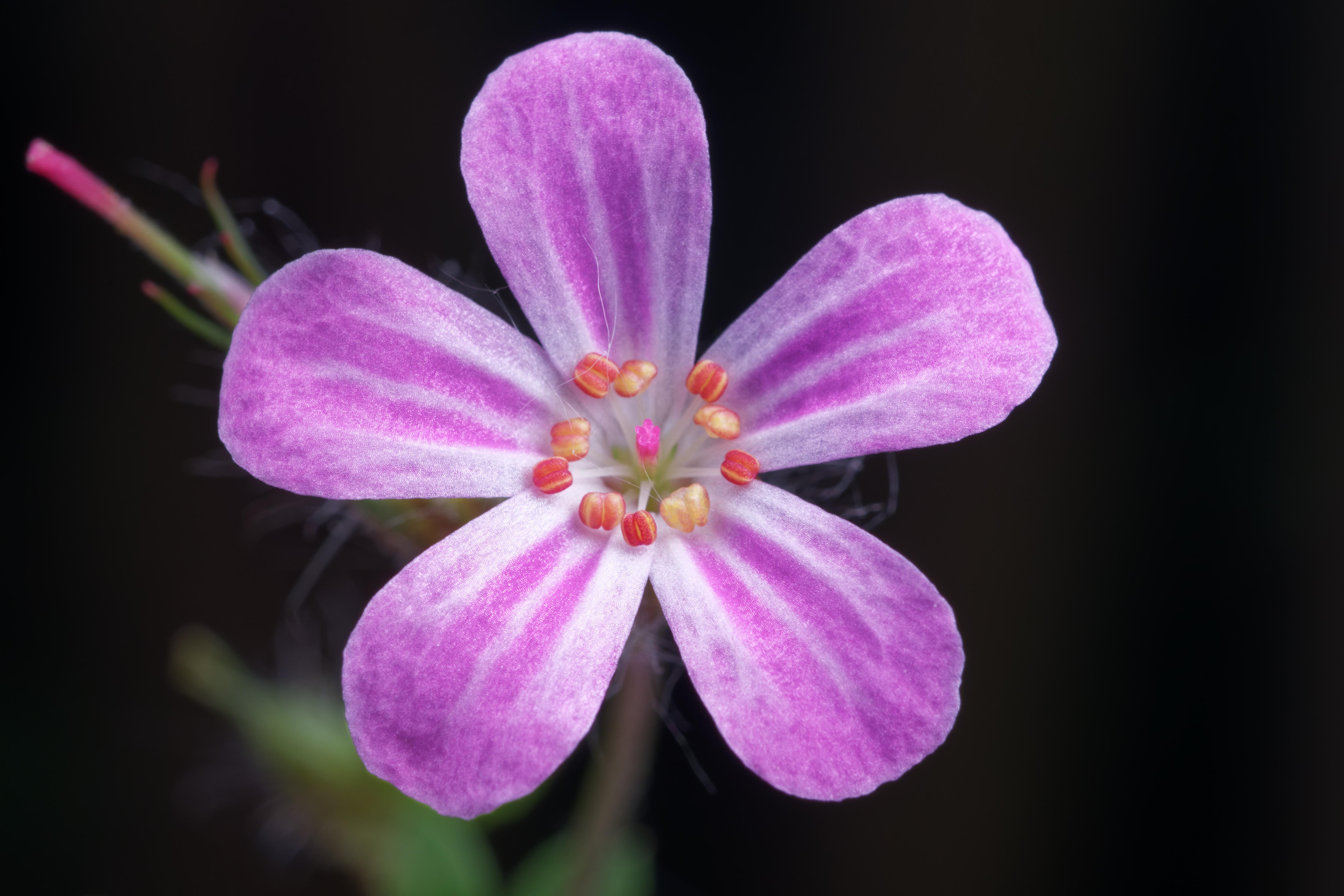 Geranium robertianum