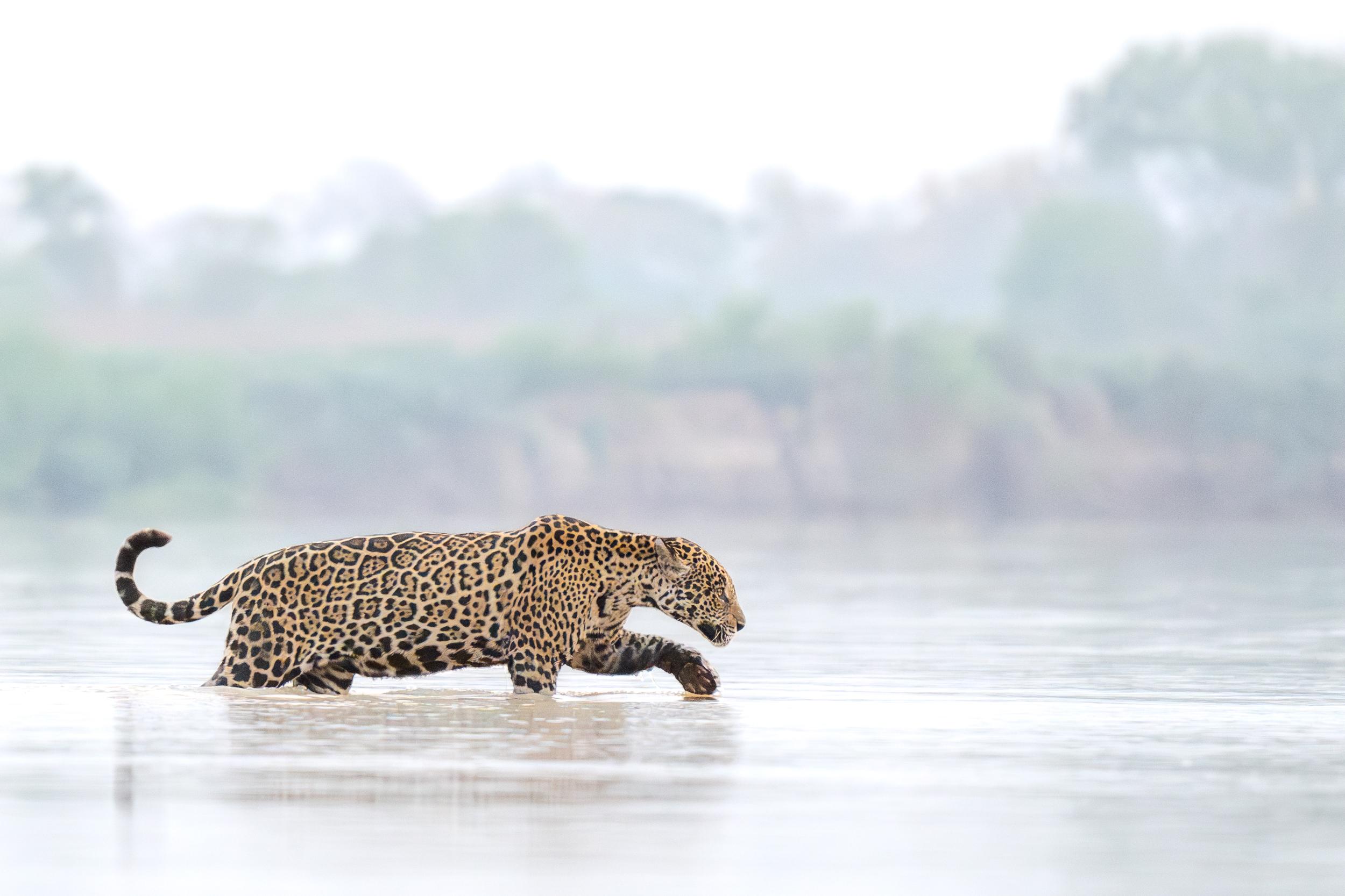 Jaguar-Pantanal-Brésil