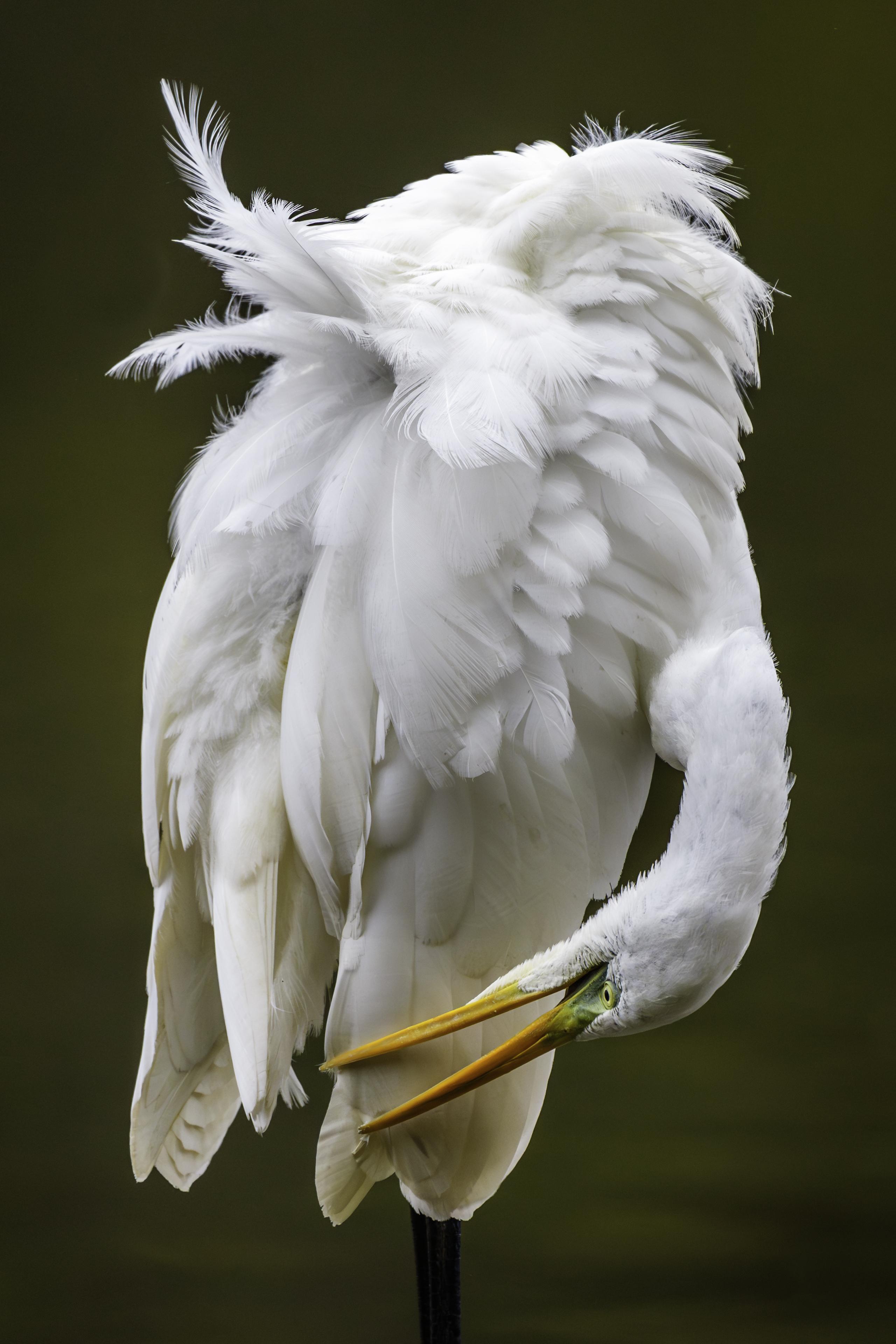 Grande Aigrette