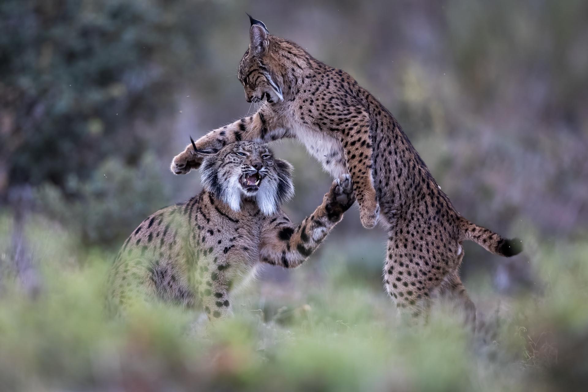 lynx et sa mere